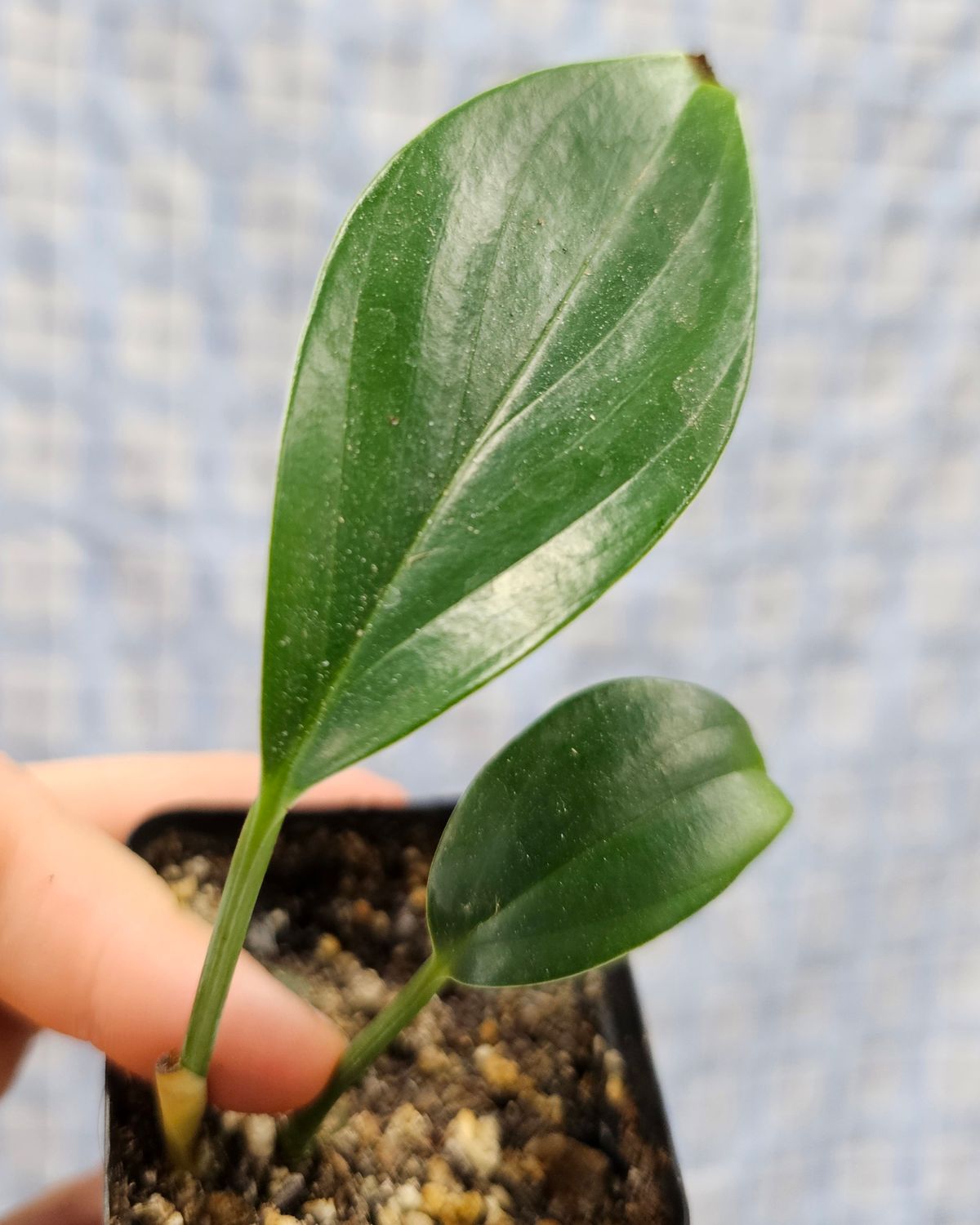 Dragon Tail (Epipremnum pinnatum)