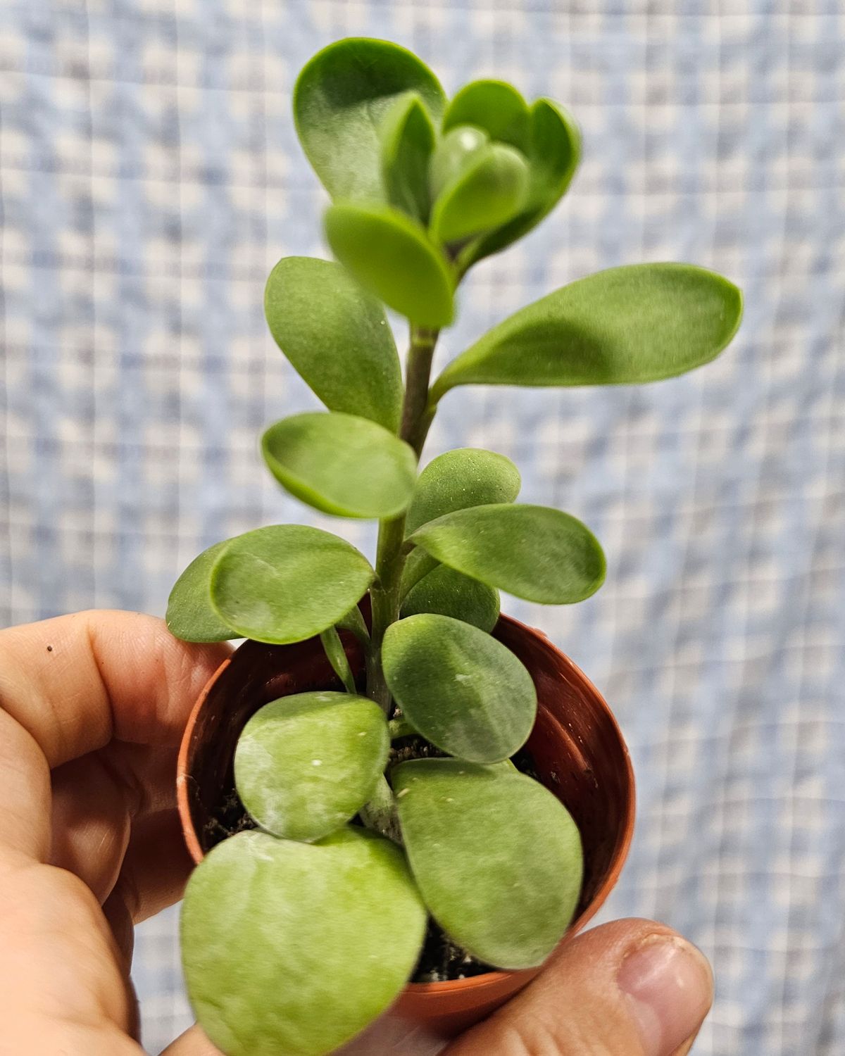 Jade, Trailing (Senecio jacobsenii)