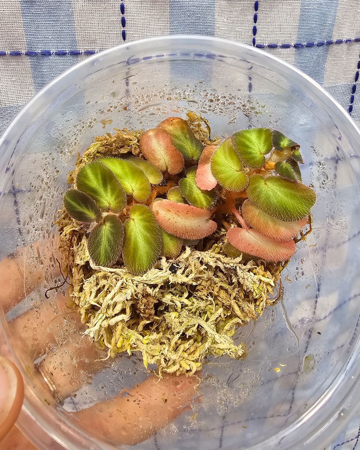 Begonia &quot;Thelmae&quot;