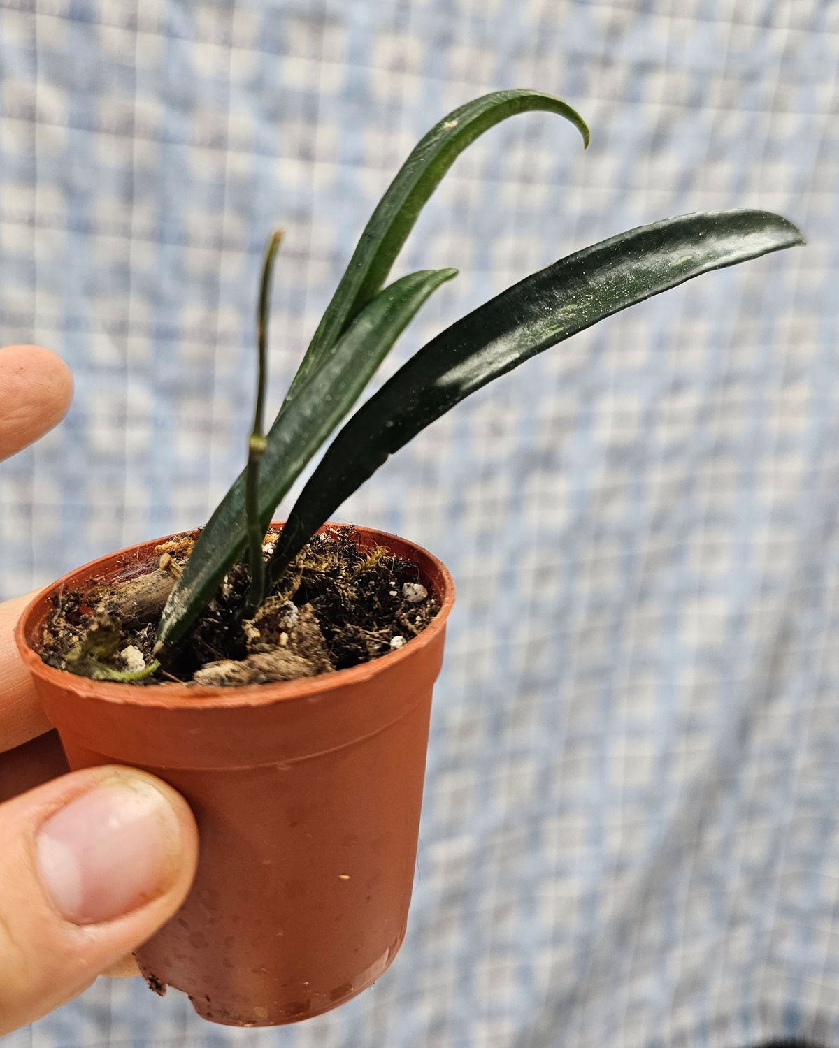 Hoya shepherdii &quot;Green bean Hoya&quot;, Plant option: Rooted cutting(s) in 2&quot; pot