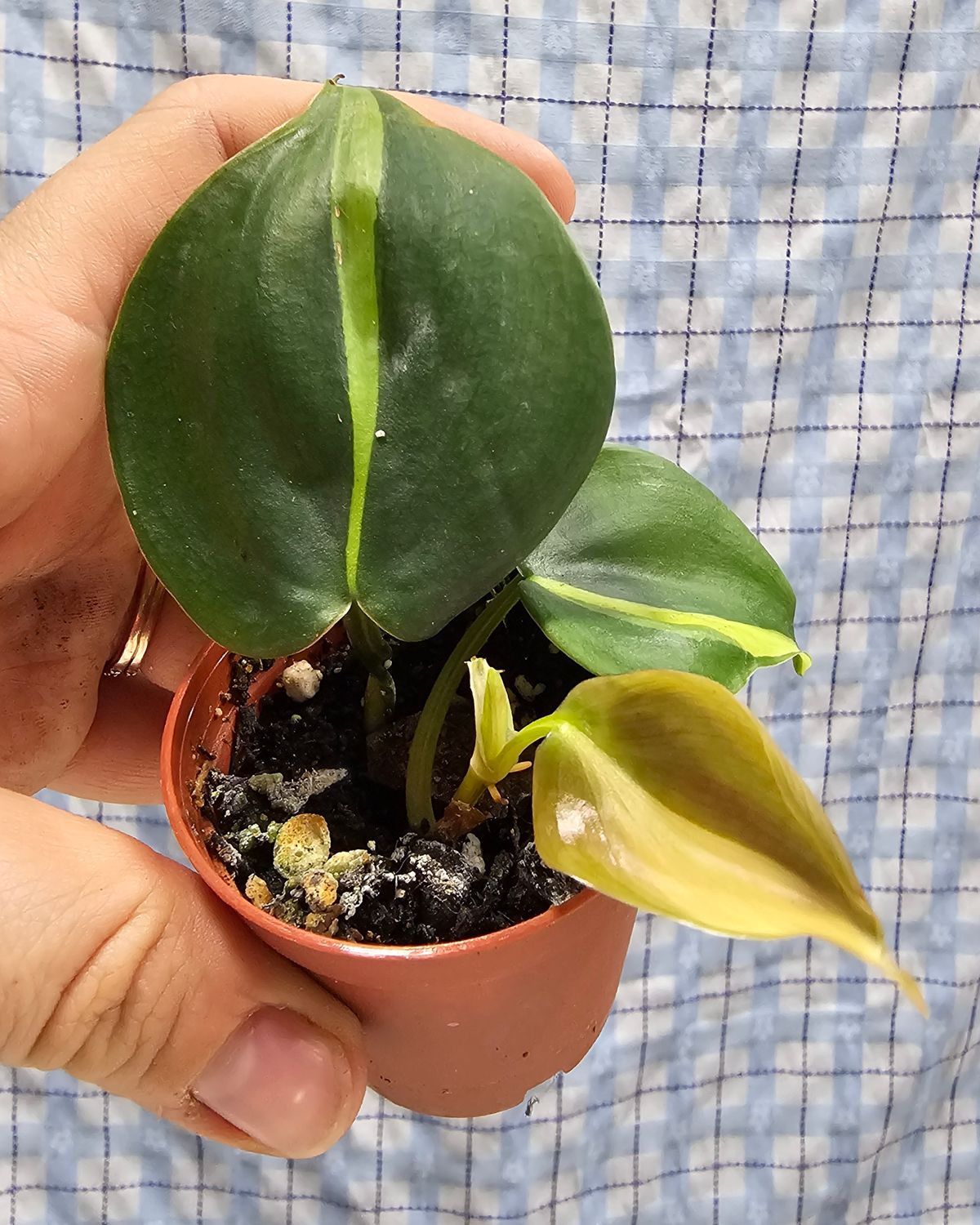 Philodendron &quot;Brasil&quot; (Philodendron hederaceum), Size plant:: Rooted Cutting(s) in 2&quot; pot