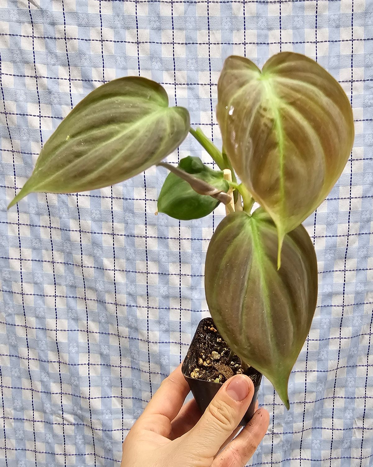 Philodendron camposportoanum, Plant option: Rooted cutting(s) in 2&quot; pot
