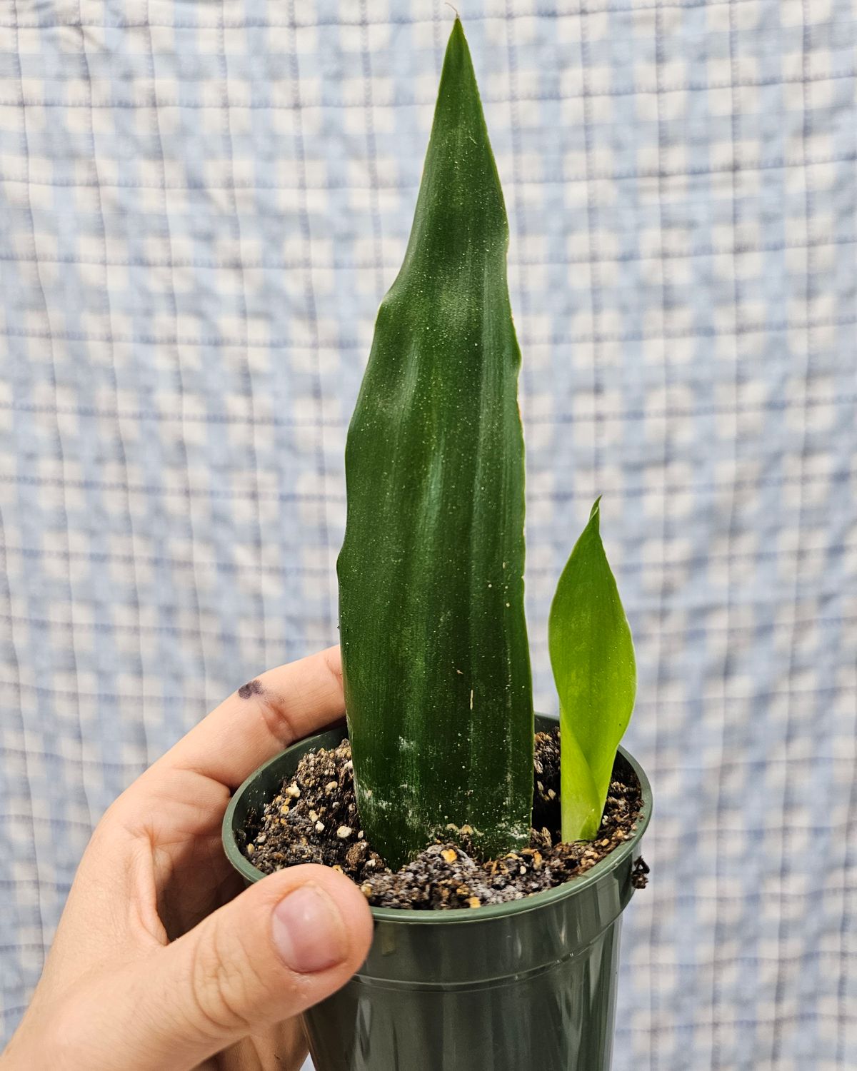 Sansevieria trifasciata &quot;Jaboa&quot;