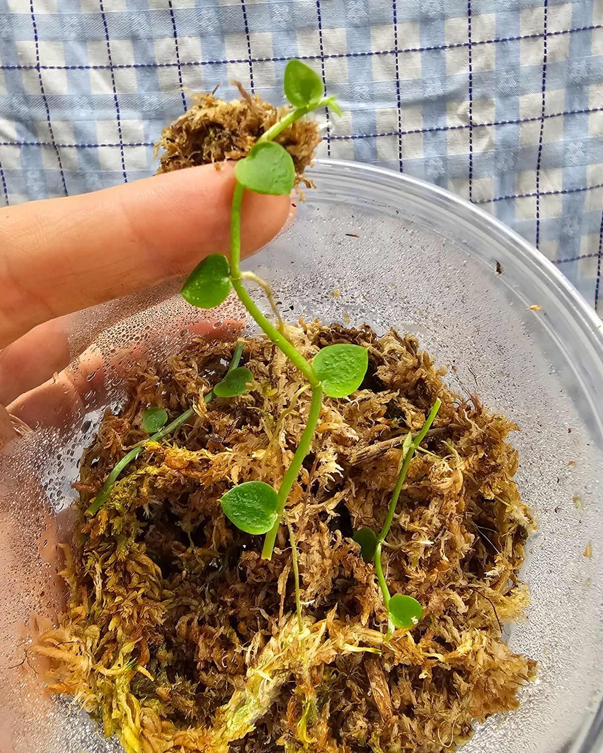 Rhaphidophora pachyphylla