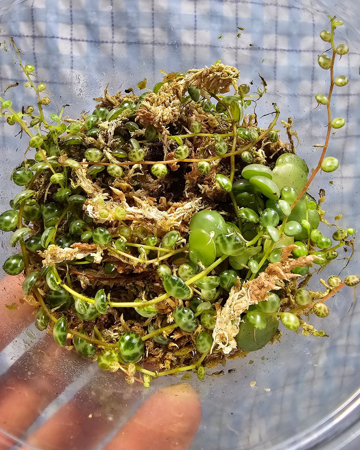 String of Turtles (Peperomia prostrata)