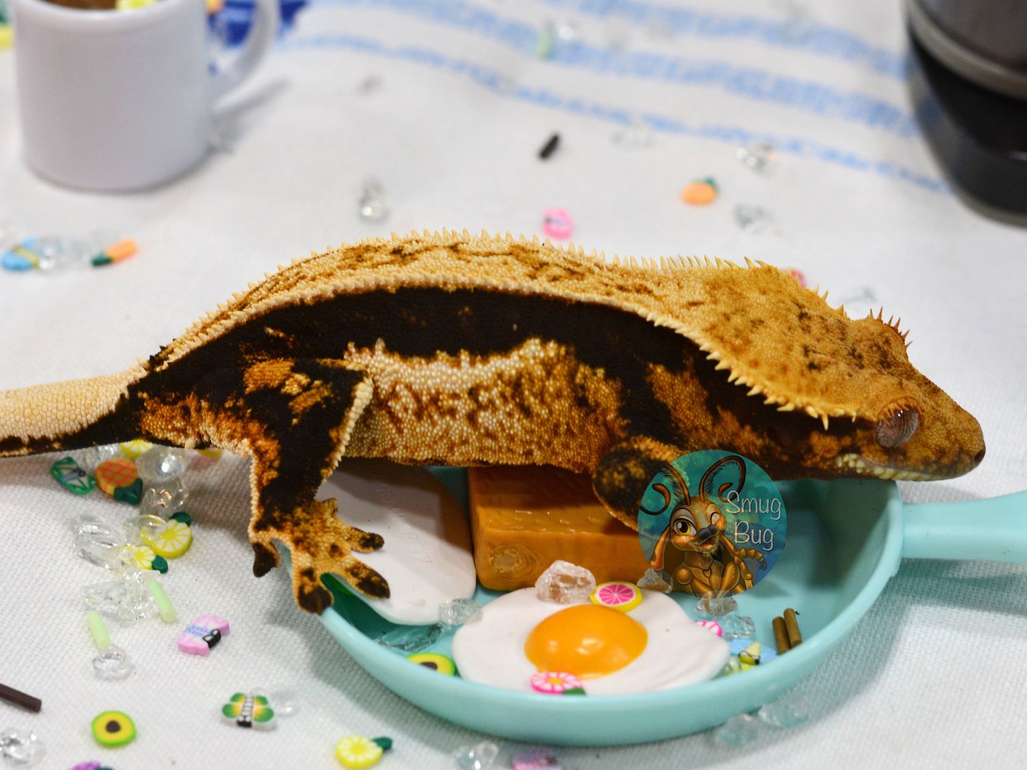 Asteroid Belt, Adult Female dark based quadstripe pinstripe crested gecko
