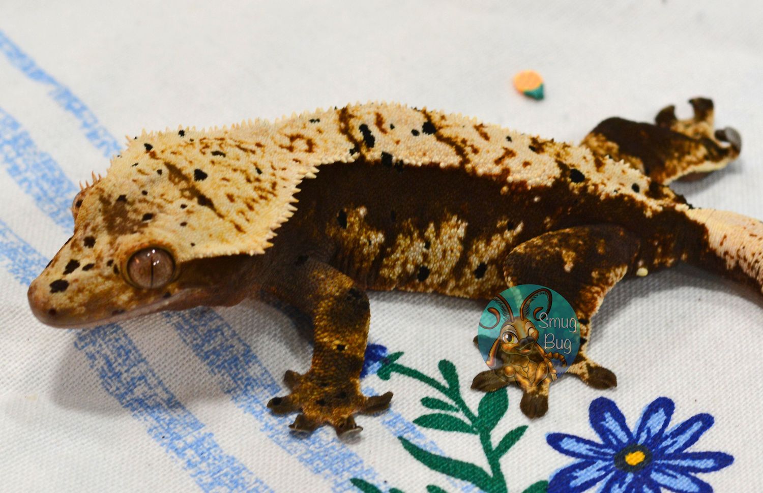 Astro Boy, dark based creamy harlequin dalmatian juvenile female crested gecko