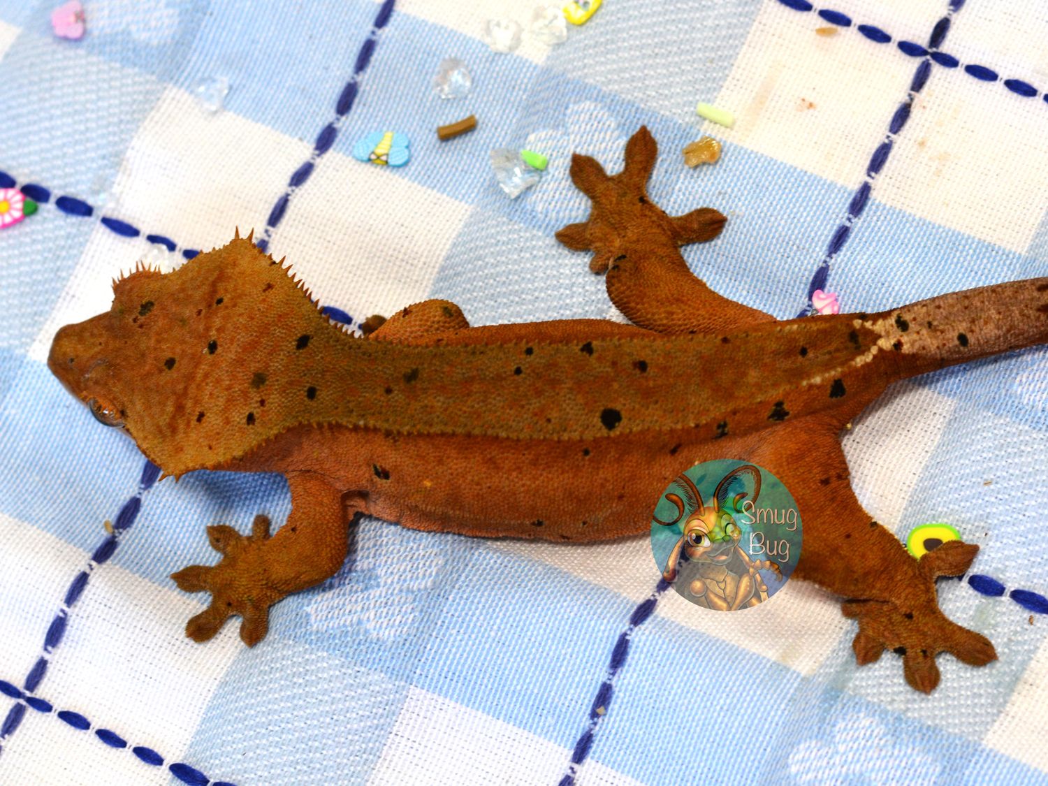 Aurora Borealis, subadult female red Phantom Dalmatian crested gecko with portholes