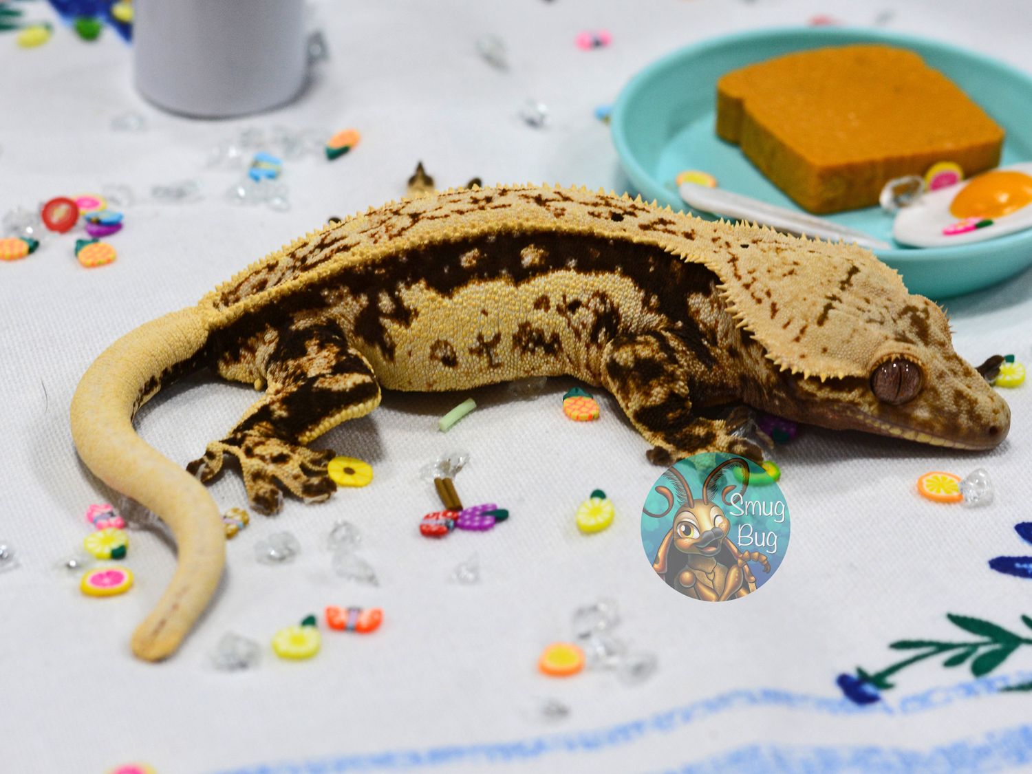 Barometric Pressure, full pin dark based quadstripe adult female crested gecko