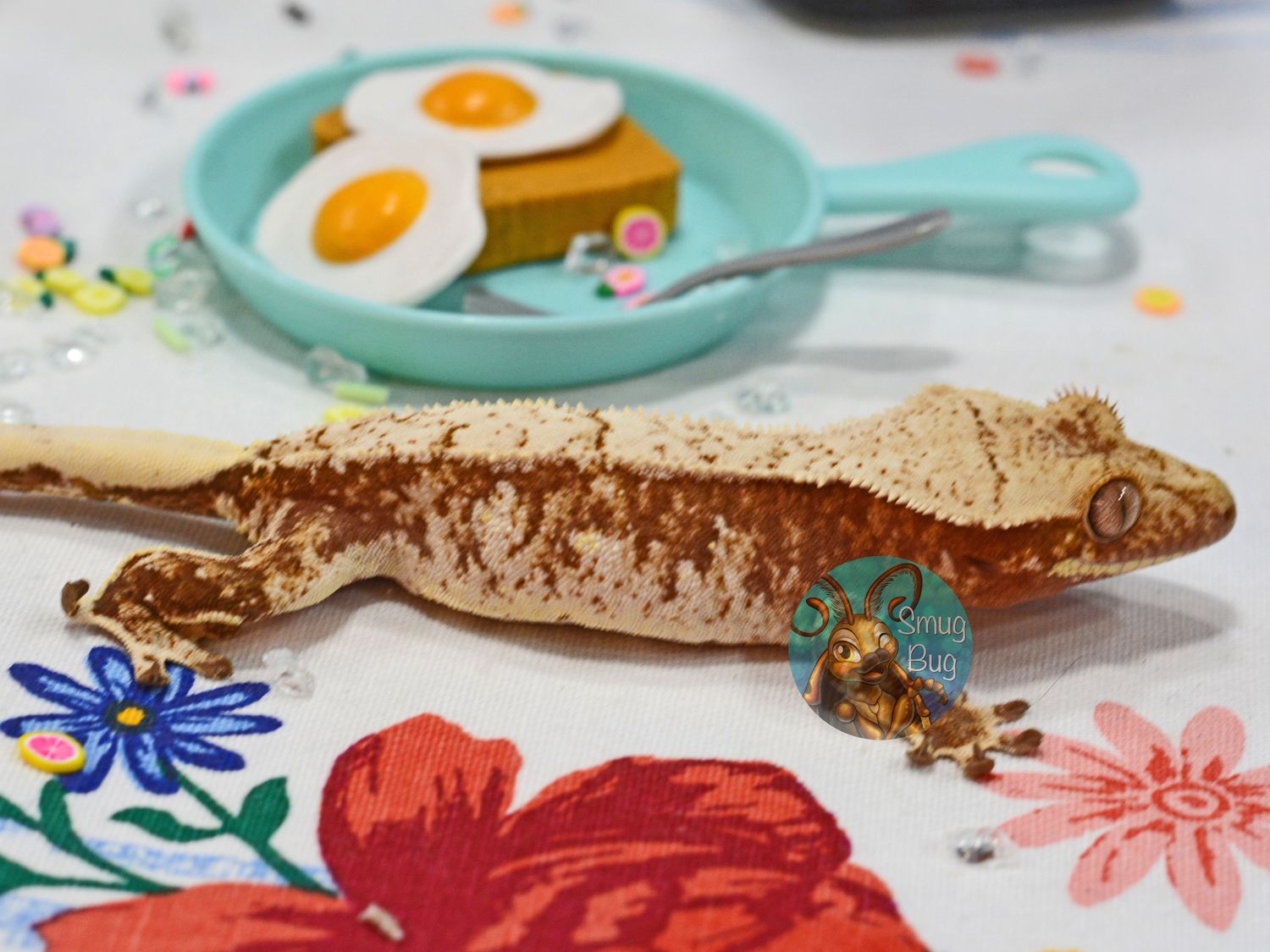 Barometer, juvenile female red and cream harlequin crested gecko