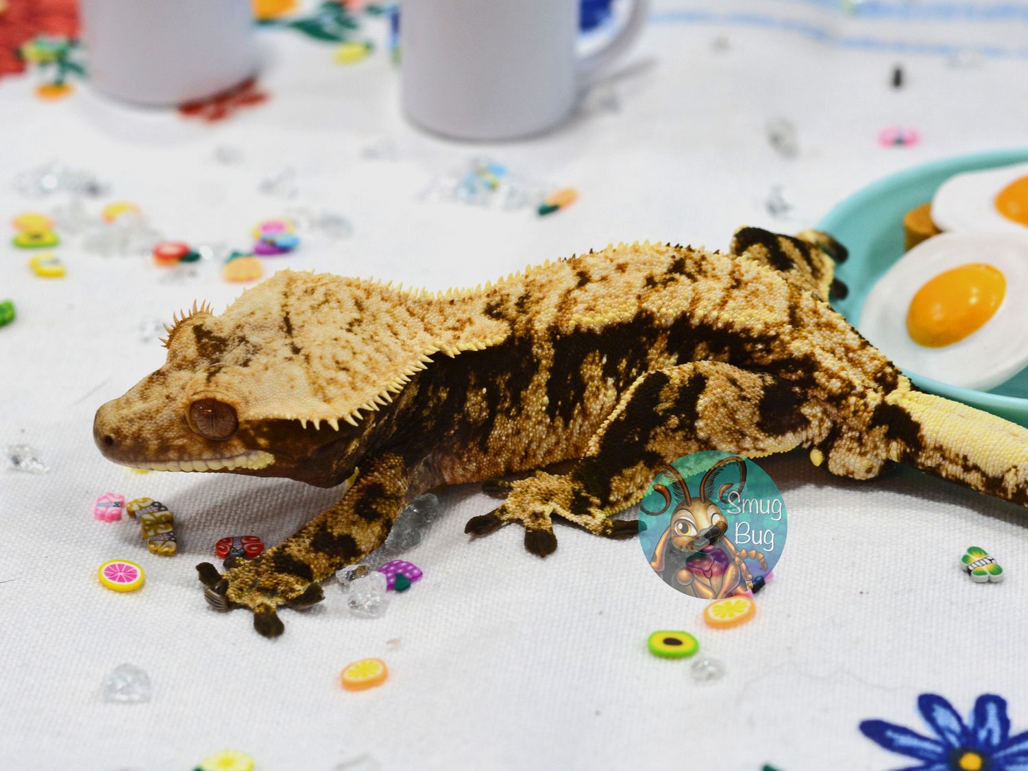 Captain Jack Harkness, dark based extreme harlequin adult male crested gecko