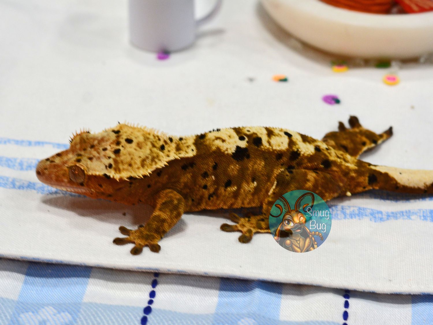 Crayola, dirty red and cream super dalmatian harlequin proven female crested gecko