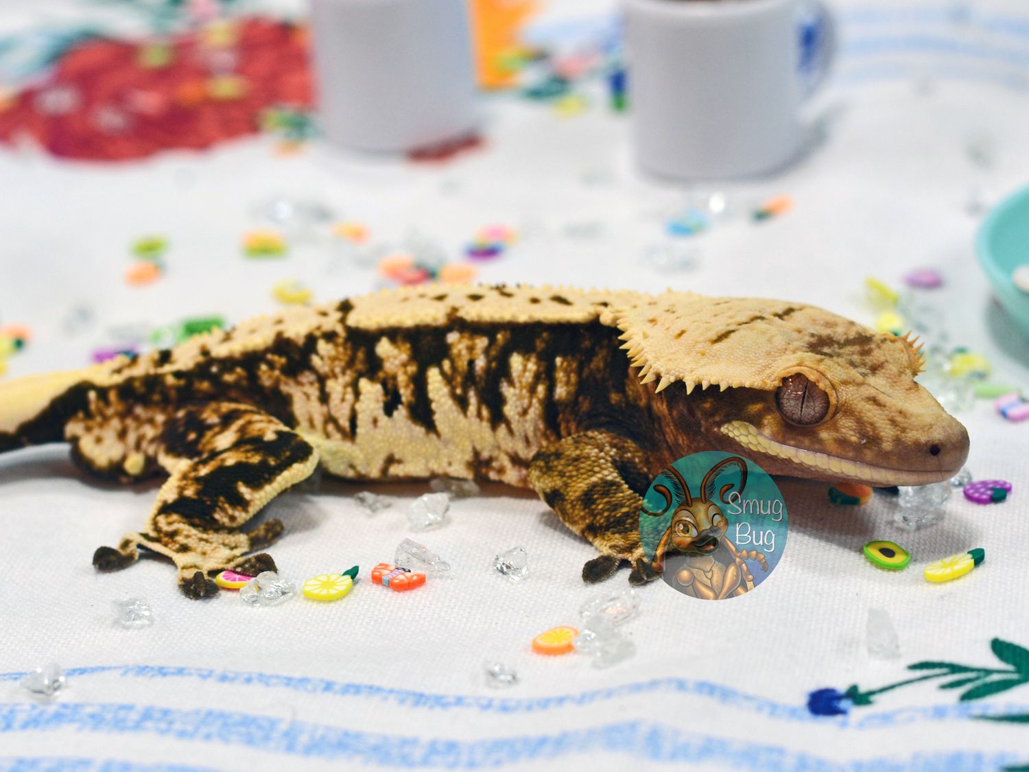 Darkside of the Moon, Dark based softscale extreme harlequin adult male crested gecko
