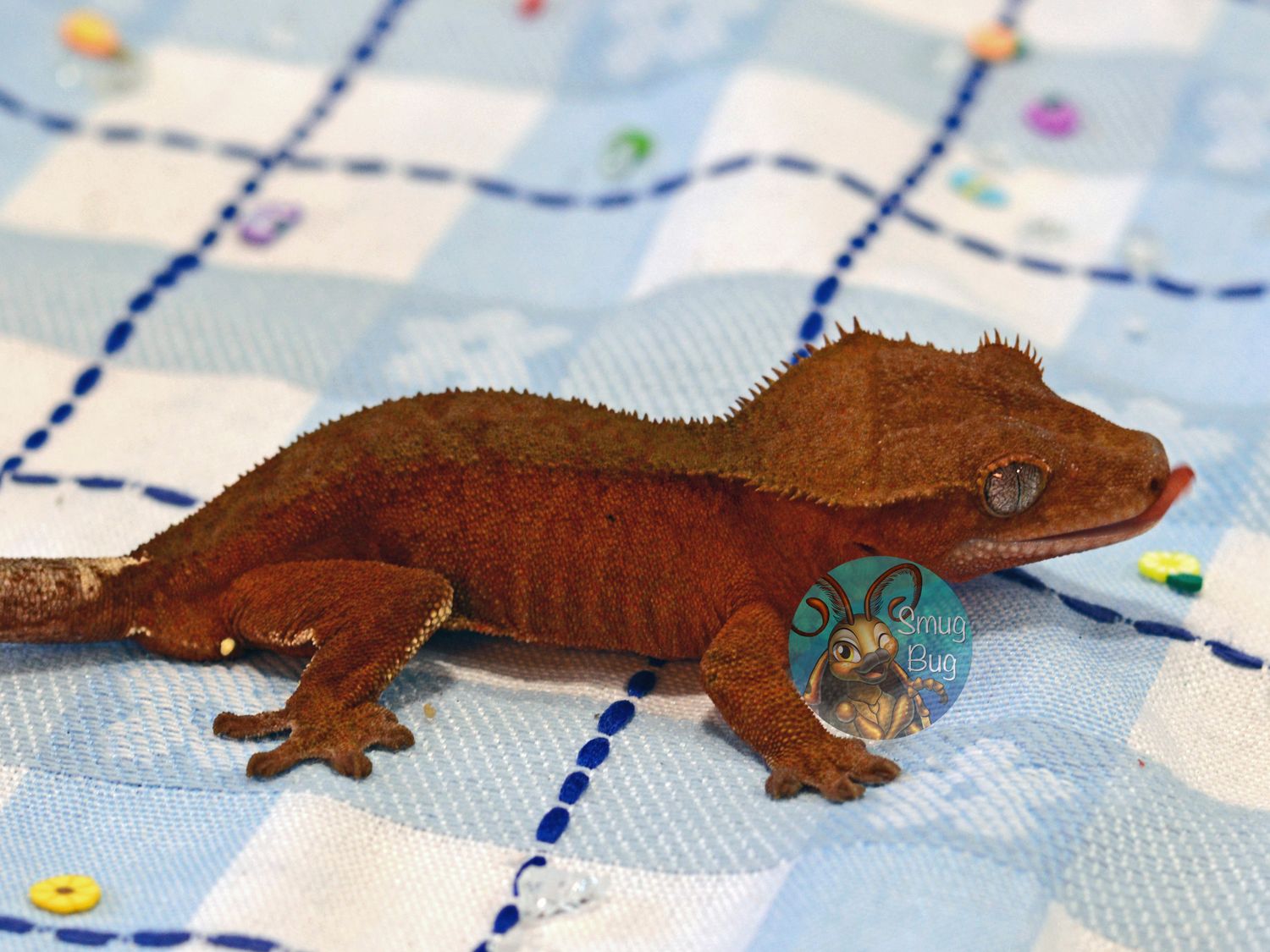 Dirty Dialogue, red phantom Juvenile female crested gecko