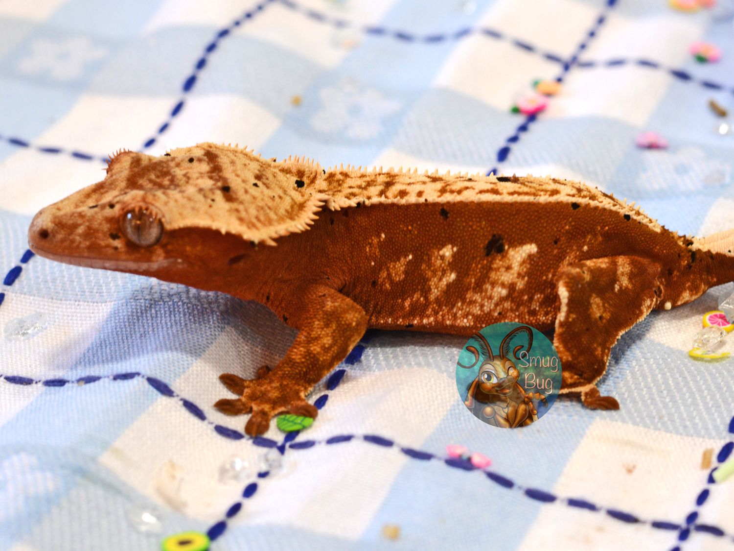 High tide, red harlequin dalmatian juvenile female crested gecko
