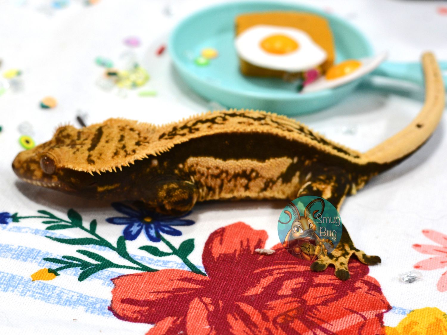 Life Sustaining Planet, dark and cream quadstripe RTB female crested gecko