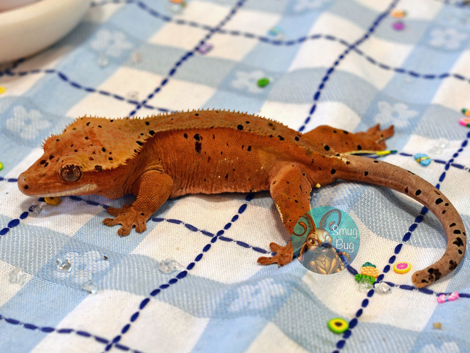 Manos: Hands of Fate, Red phantom dalmatian RTB female crested gecko
