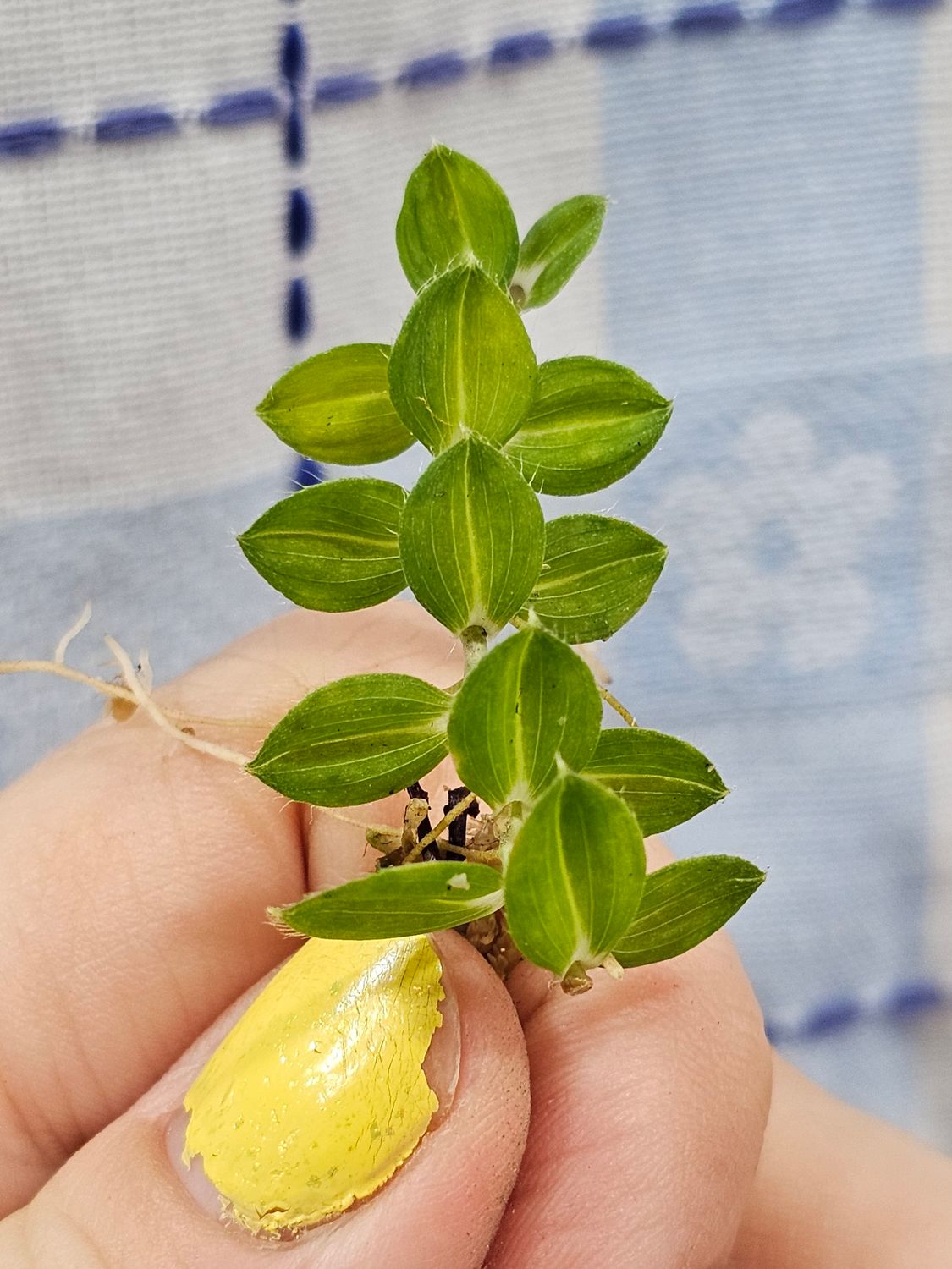 Freycinetia cf. elegantula