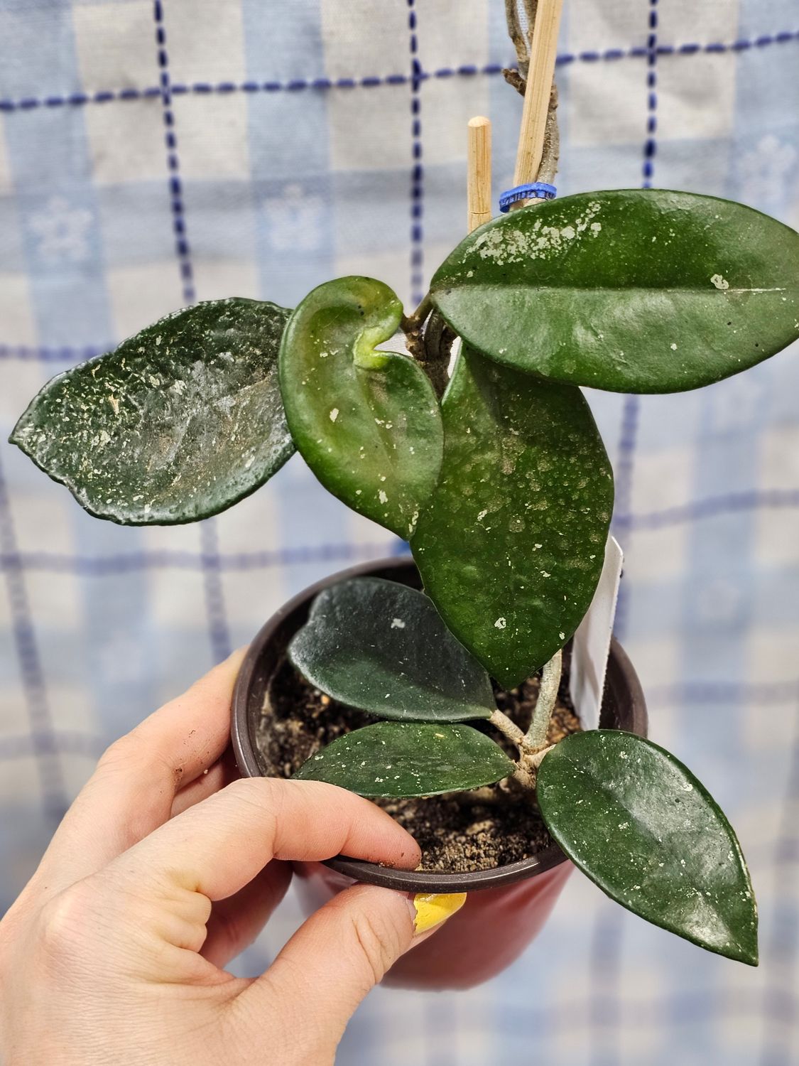 Hoya carnosa