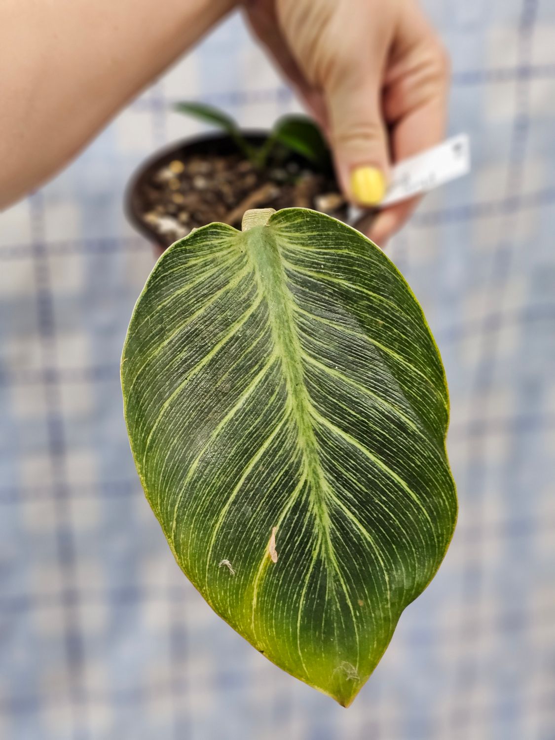 Philodendron &quot;Birkin&quot;