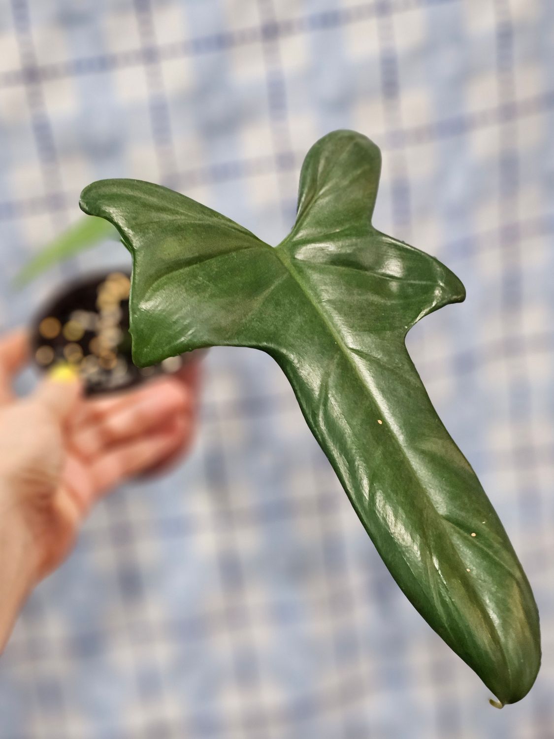 Philodendron bipennifolium