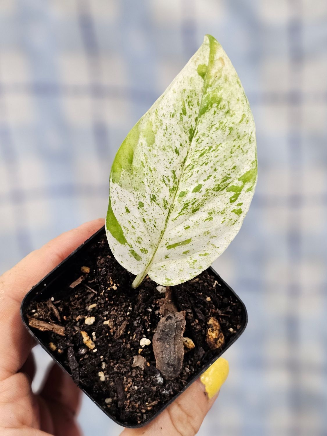 Pothos, &quot;Marble king&quot; (Epipremnum pinnatum)