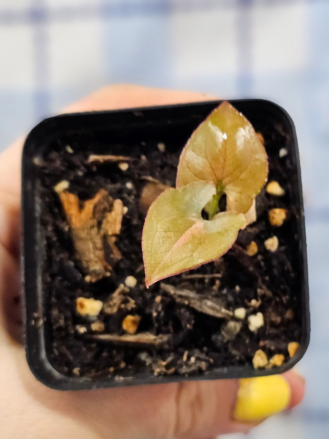 Syngonium &quot;Pink Splash&quot; (Syngonium podophyllum)