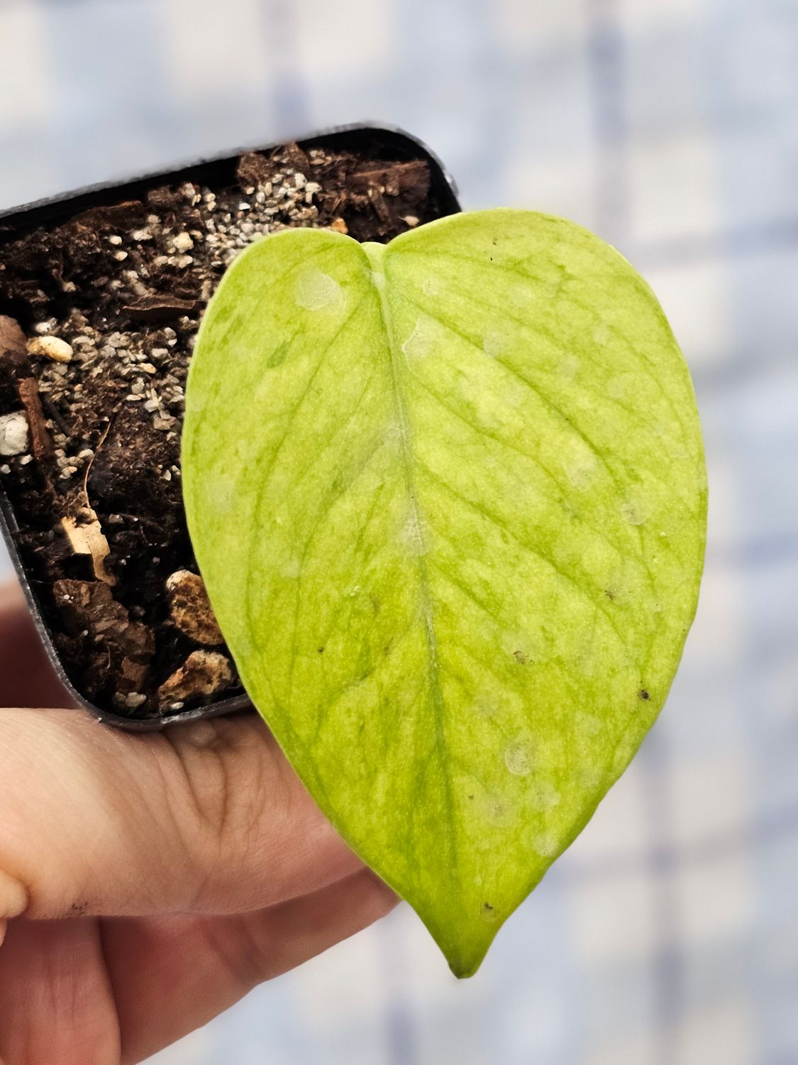 Pothos, Jessenia (Epipremnum aureum)