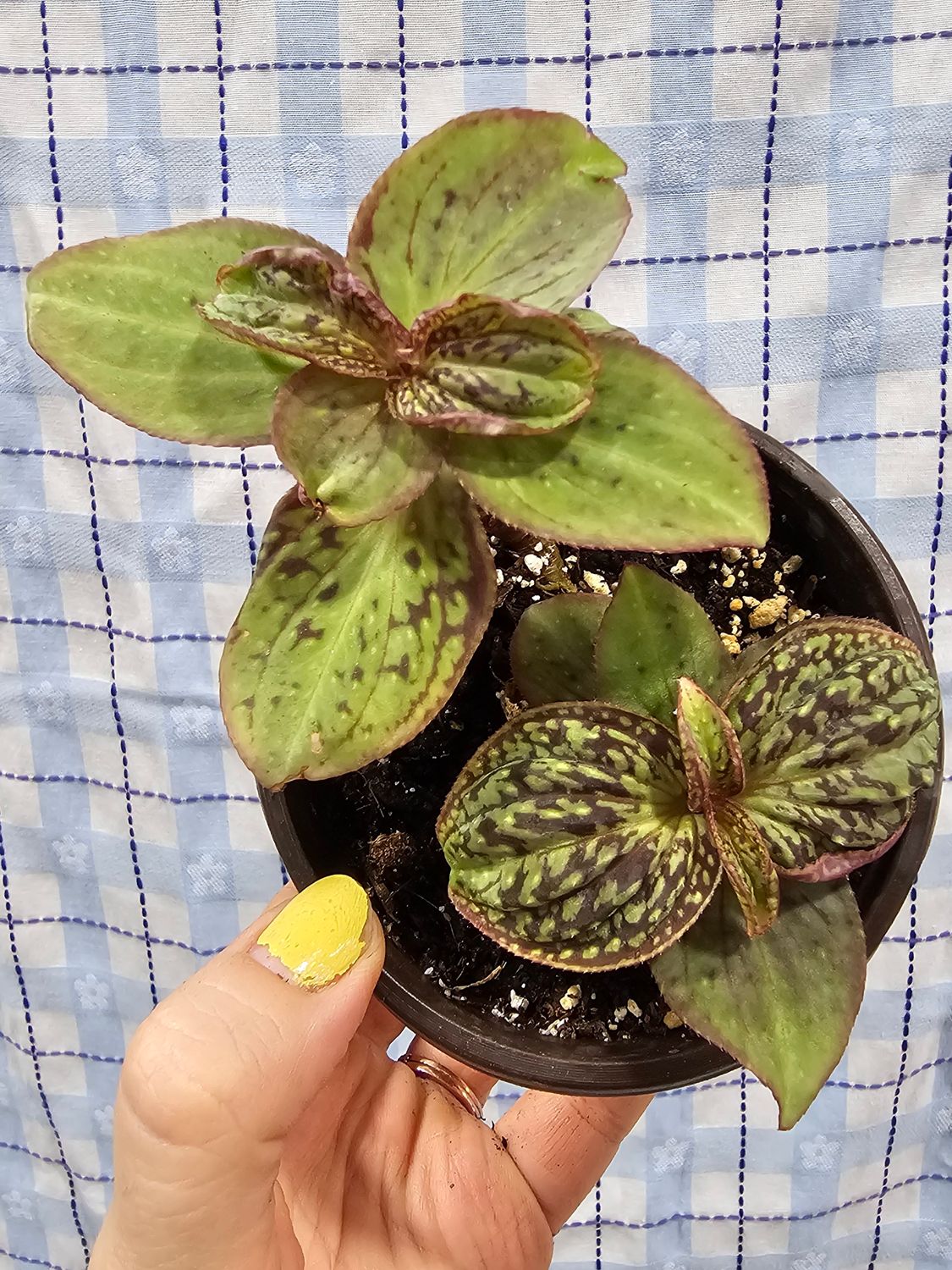 Sonerila dongii "Vietnam"