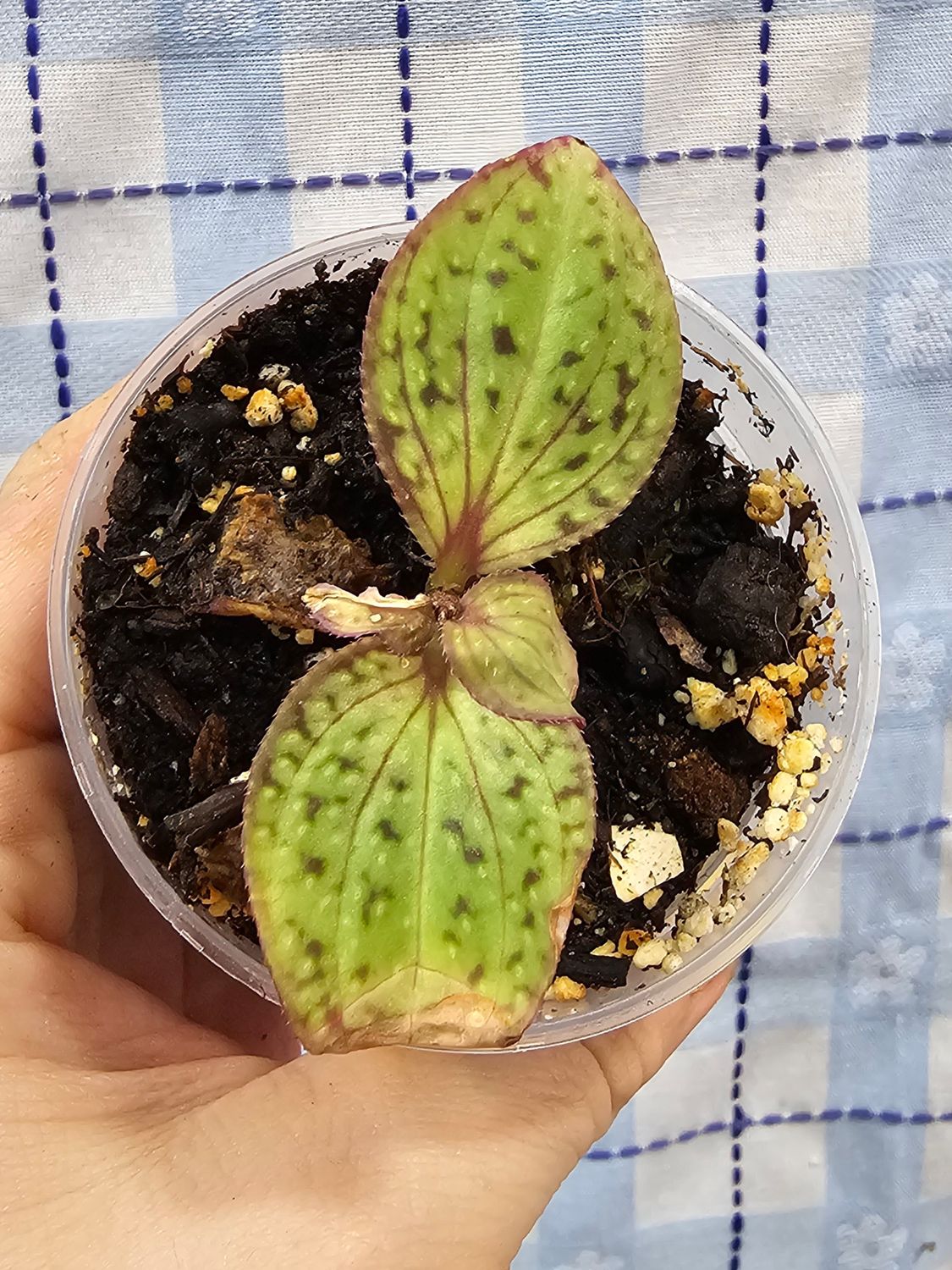 Sonerila dongii &quot;Vietnam&quot;, Size:: Rooted cutting in 2&quot; pot