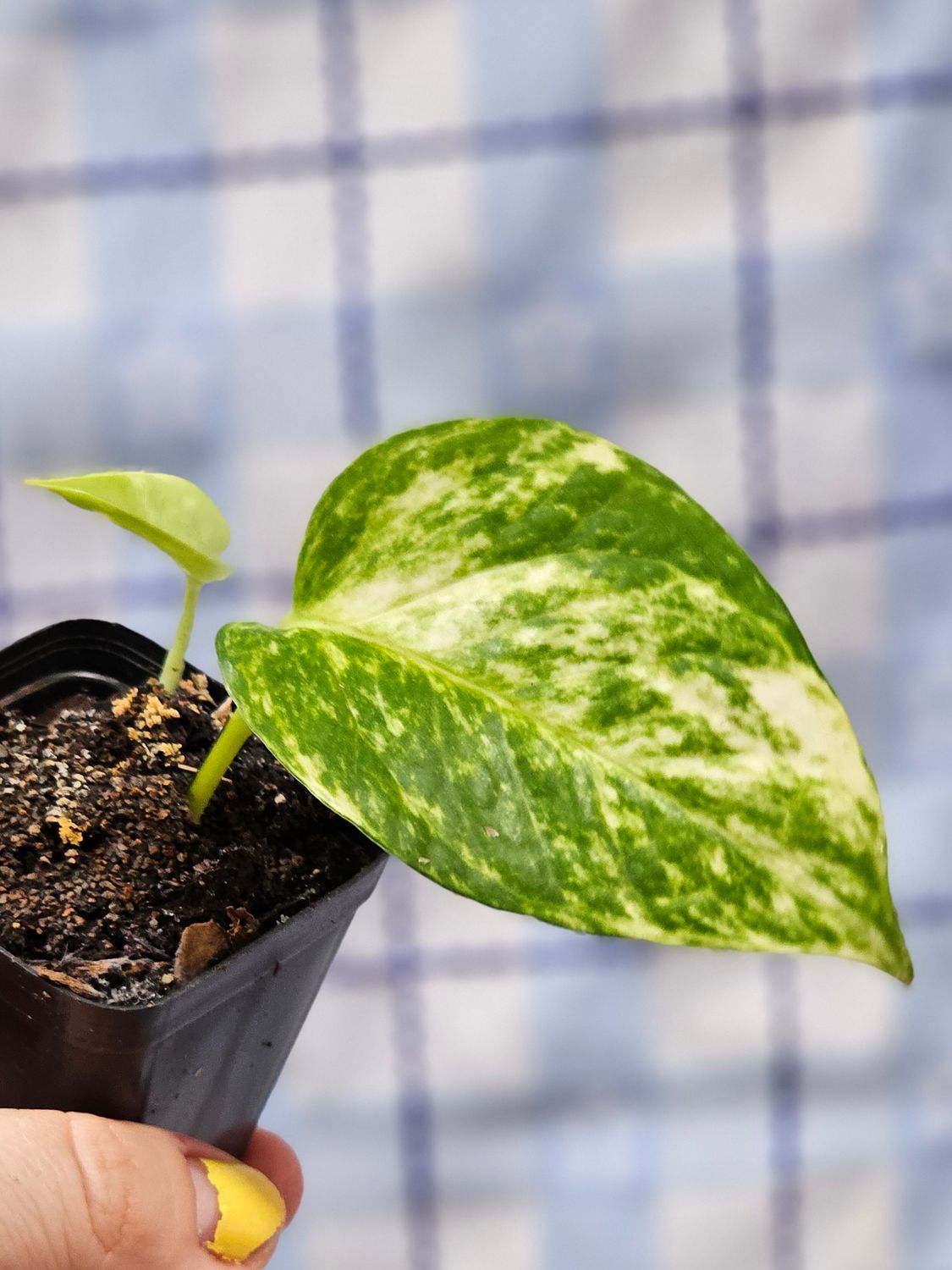 Pothos, Hawaiian (Epipremnum aureum)