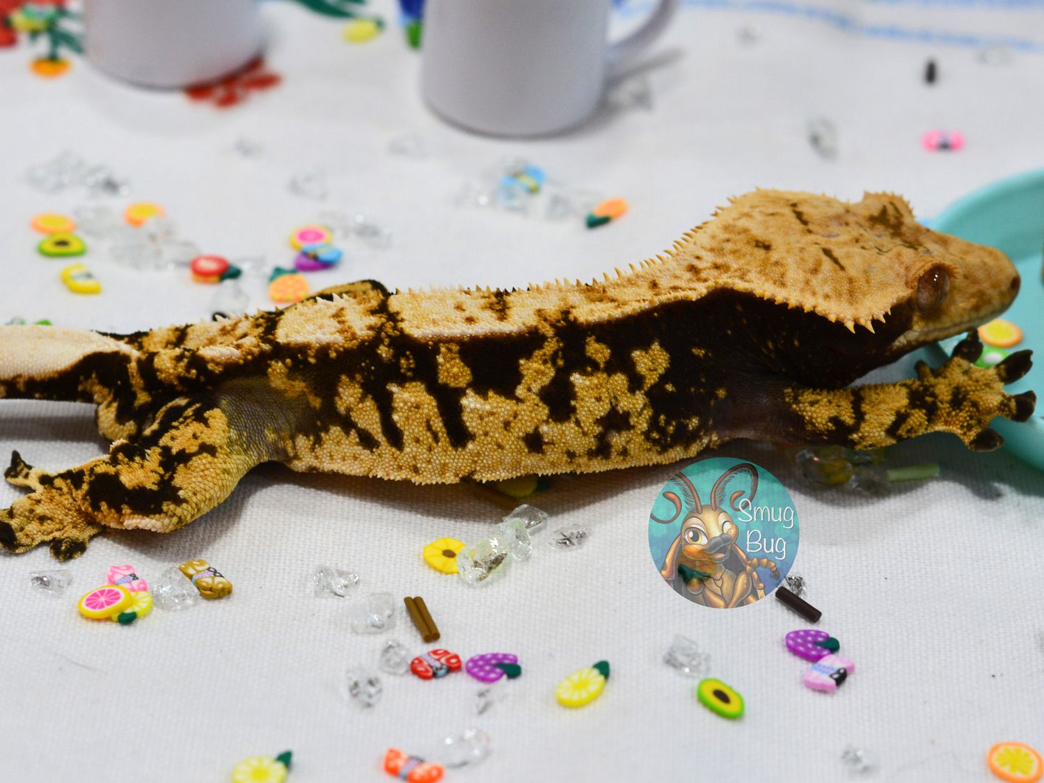 Razzmatazz, Dark based extreme harlequin juvenile male crested gecko