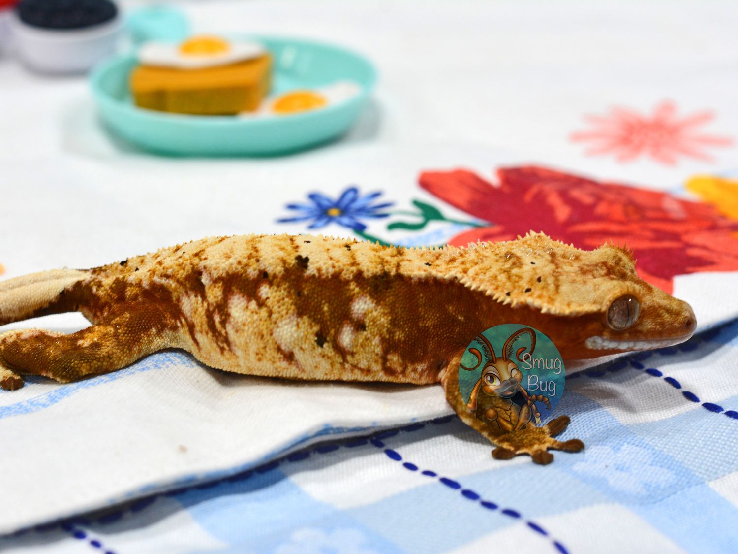 Roanoke, red based proven female extreme harlequin crested gecko