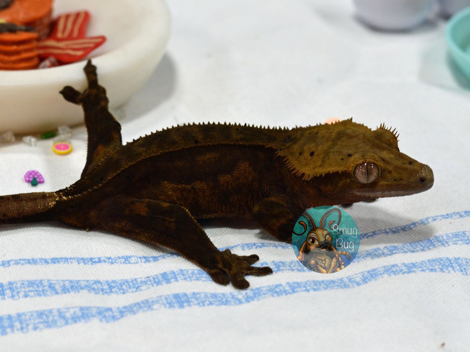 Starbrite, dark line phantom subadult female crested gecko