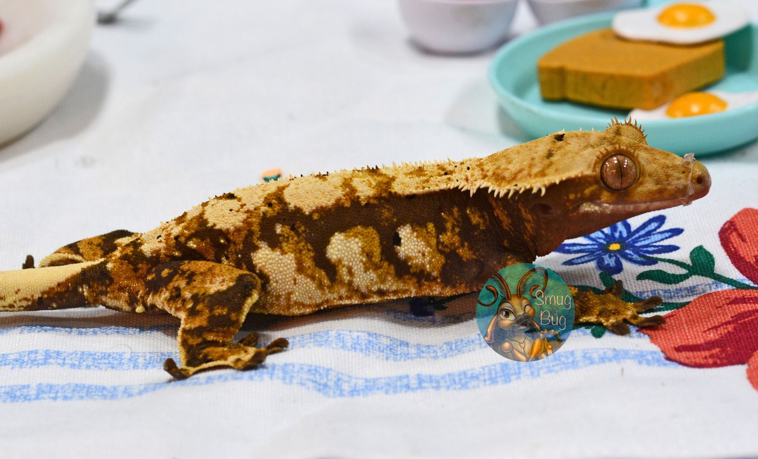 Spawn of Slithus, Tricolor extreme harlequin RTB soft scale female crested gecko