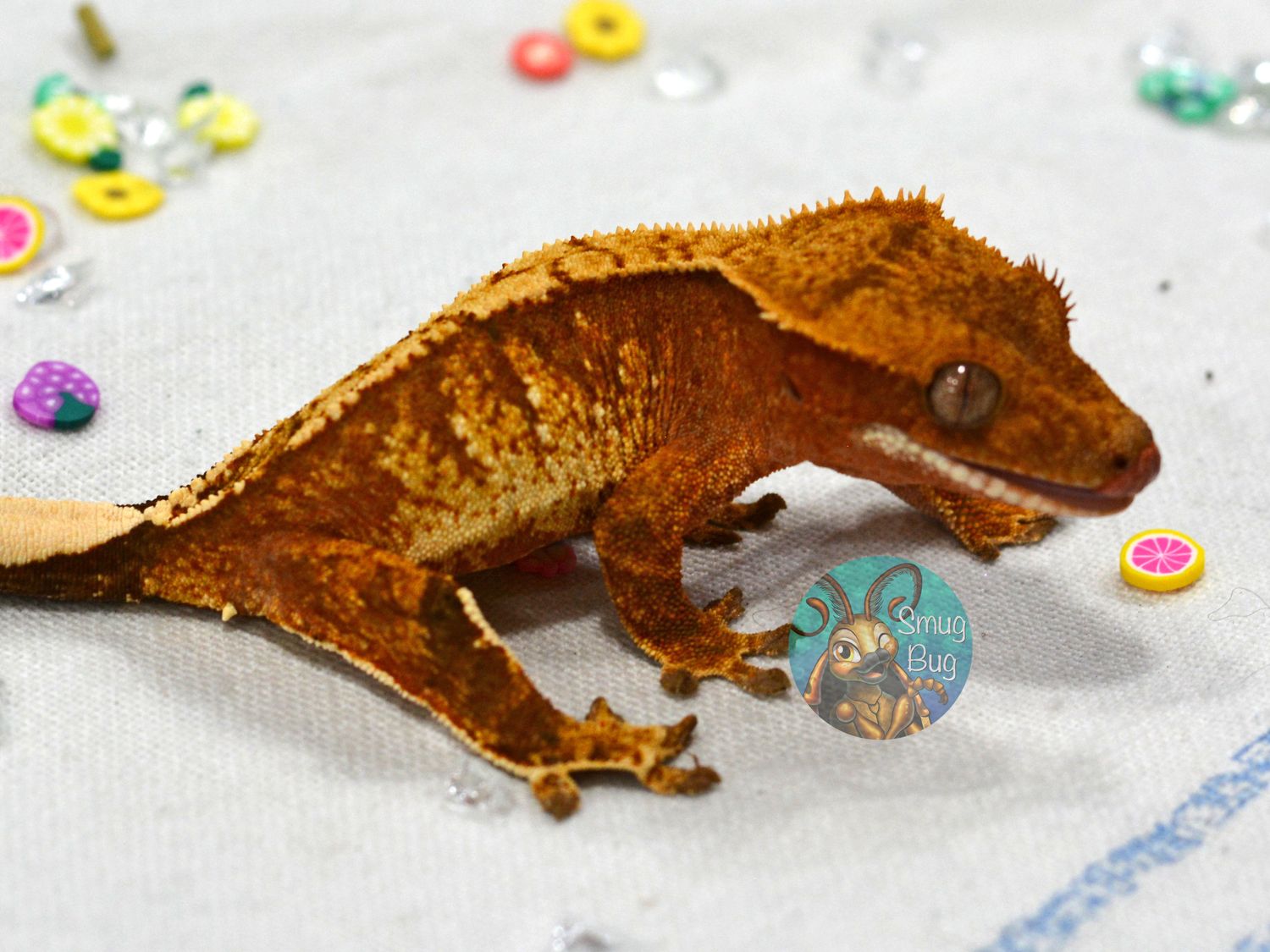 Eastern Kingbird, red based whitewall extreme harlequin brindle female crested gecko