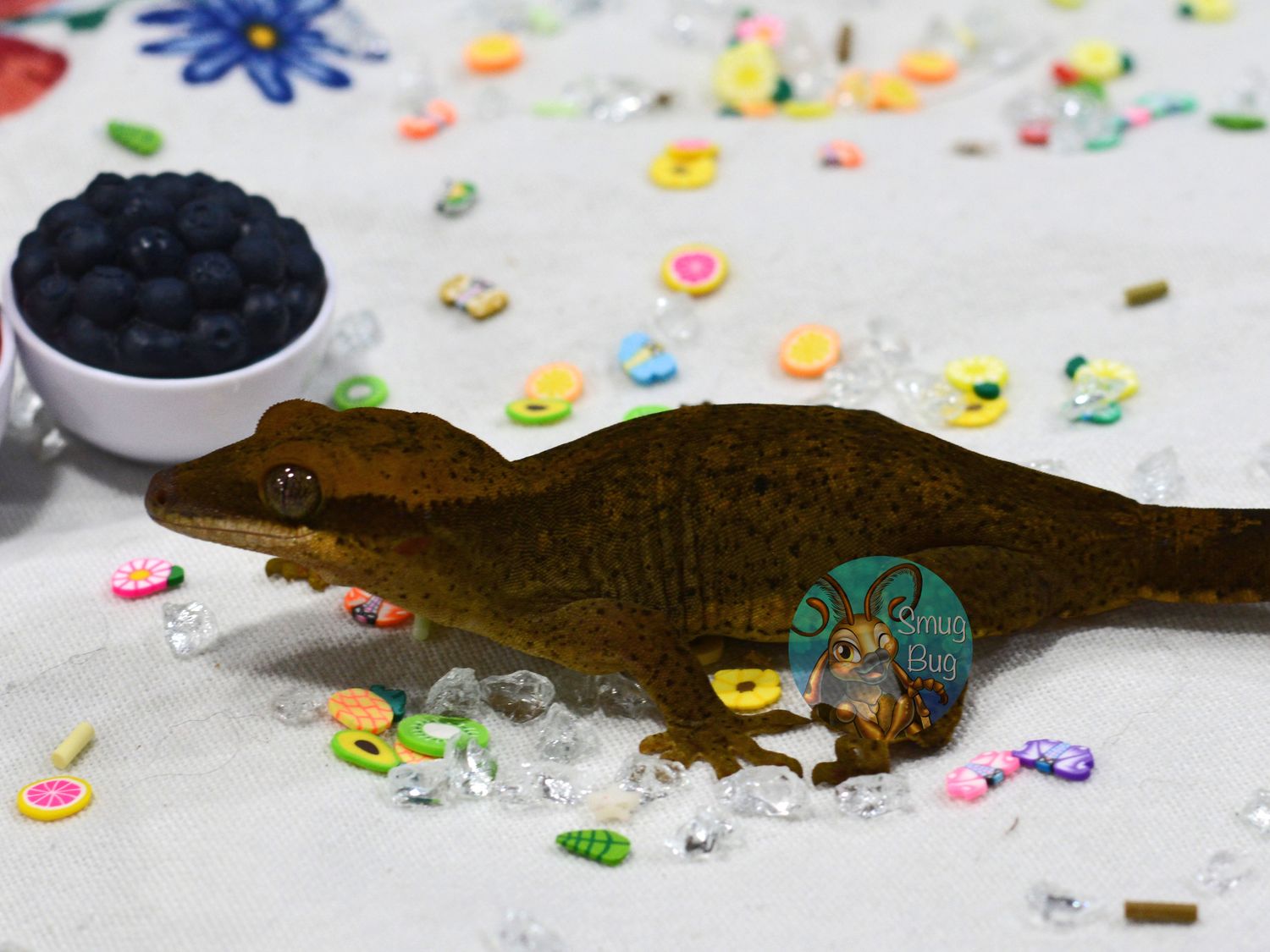 Law of attraction, dark line juvenile female sarasinorum gecko