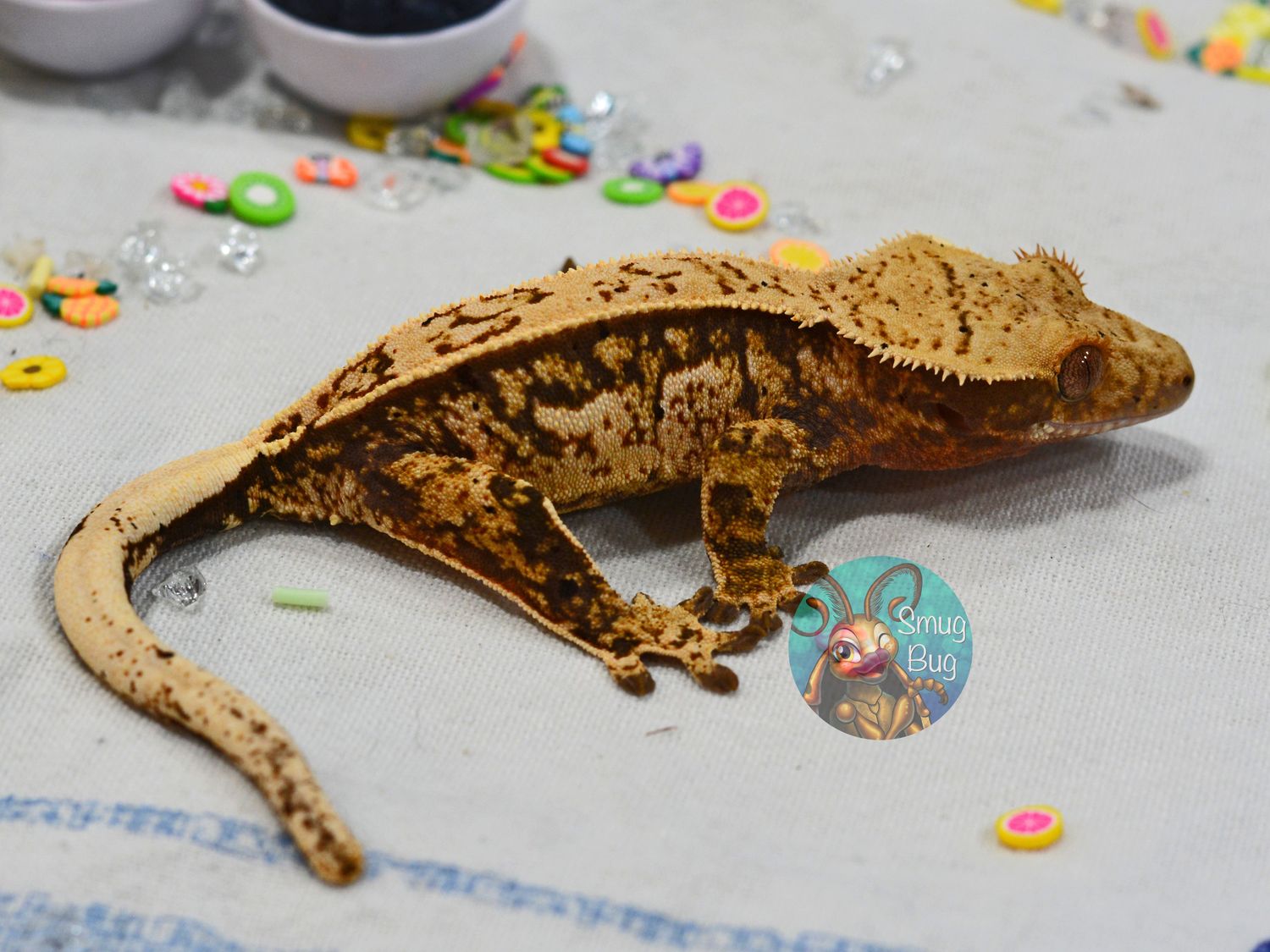 Lemon, yellow based pinstripe with quadstripes juvenile female crested gecko