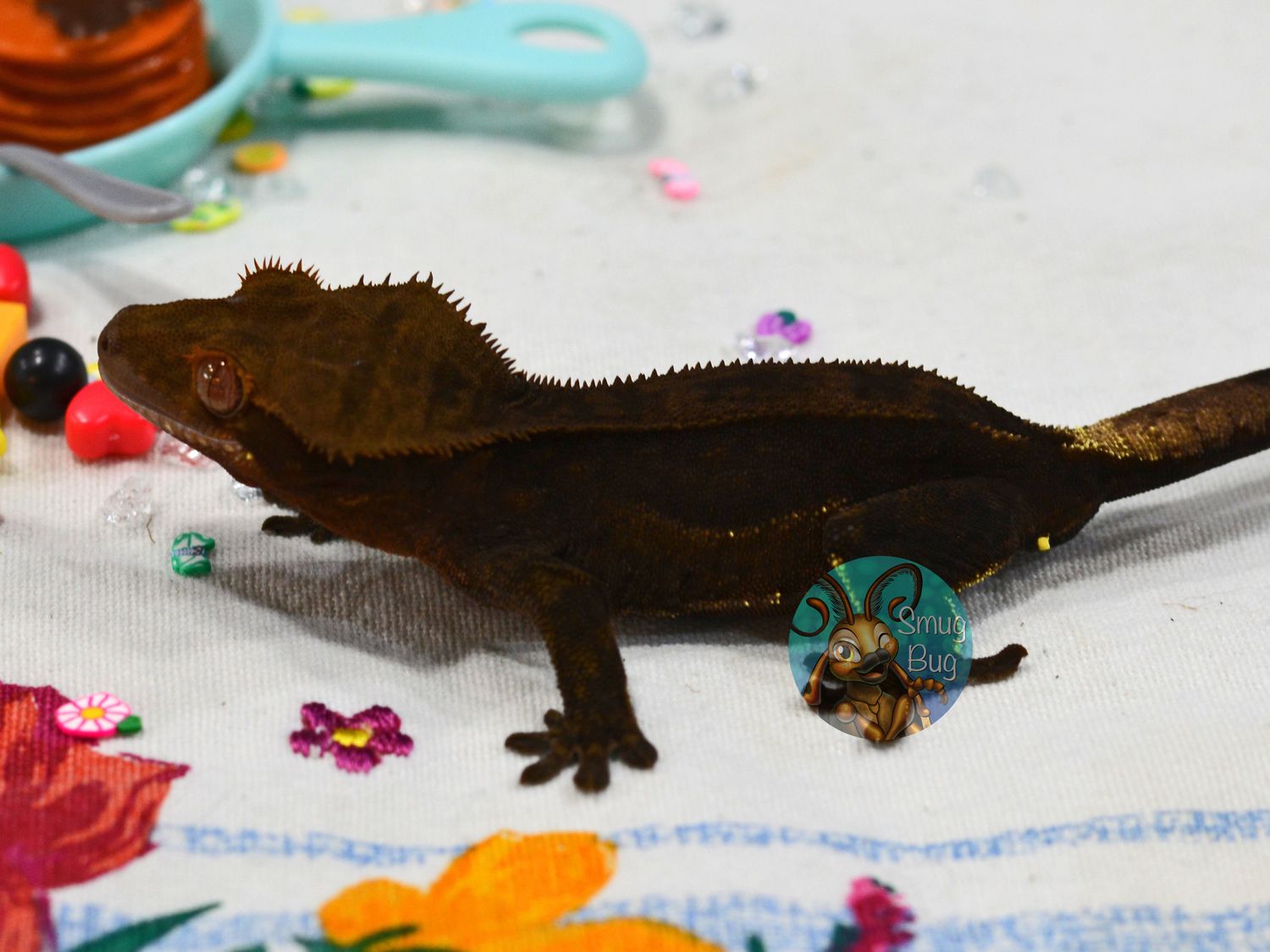 Punk 57, dark line phantom subadult male crested gecko