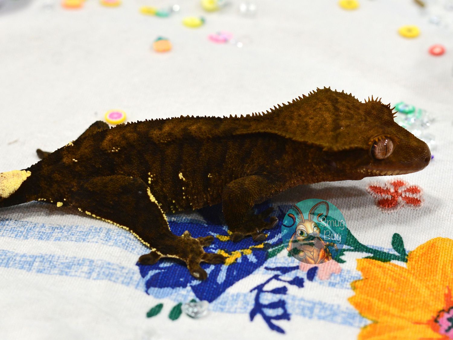 Rump Raiding Raptors, soft scale Dark line phantom with portholes probable female crested gecko