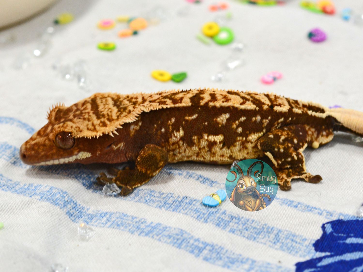 Smut up and Listen, Dirty red brindle harlequin male crested gecko