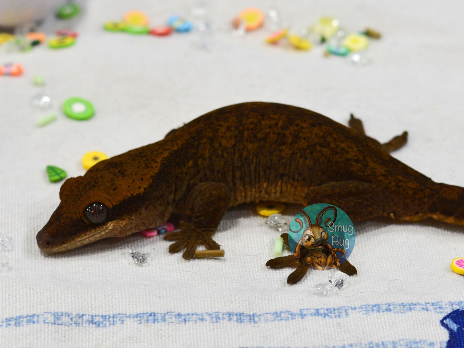 The Hazel Wood, Dark line subadult female sarasinorum gecko