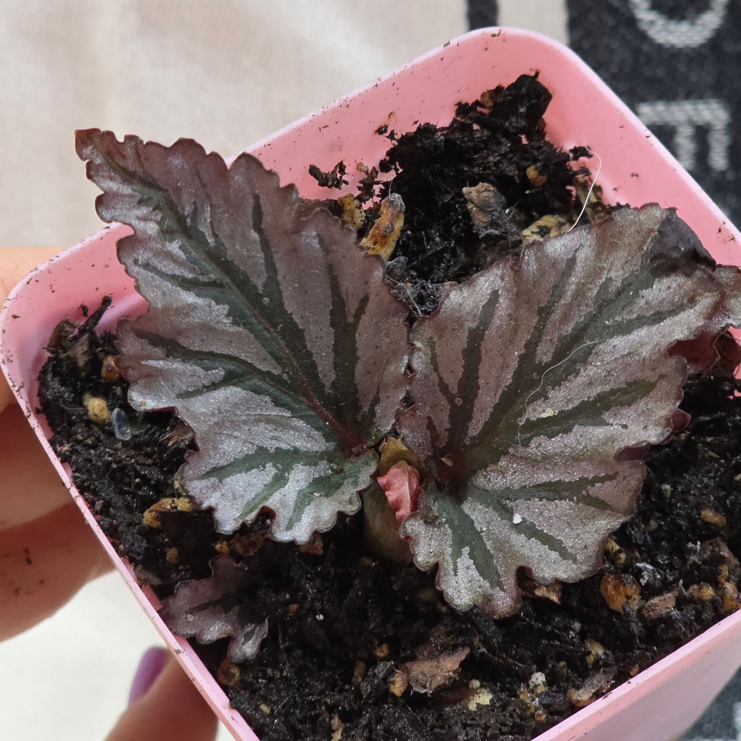 Begonia &quot;Kismet&quot;