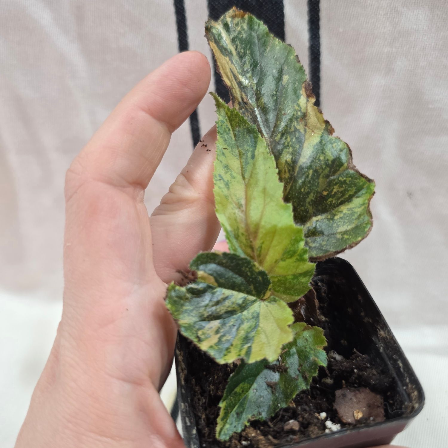 Begonia &quot;Ginny Galaxy&quot;