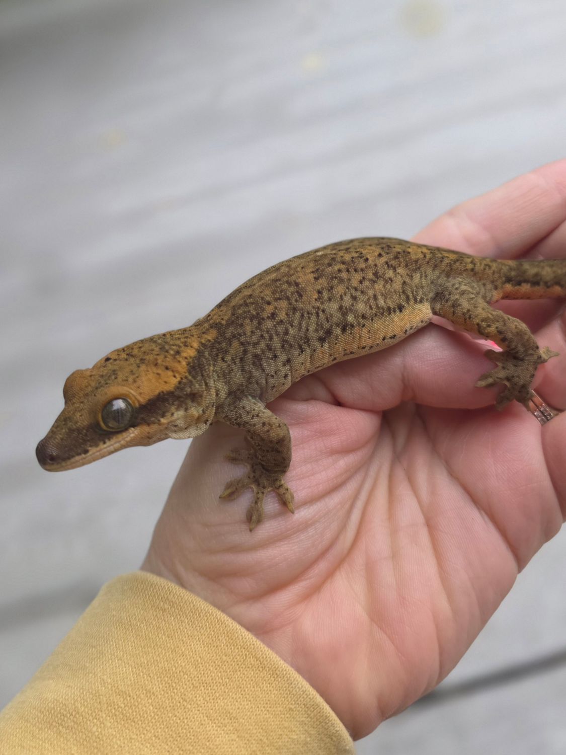 A Fairy Awesome Story, Blonde Subadult female sarasinorum gecko