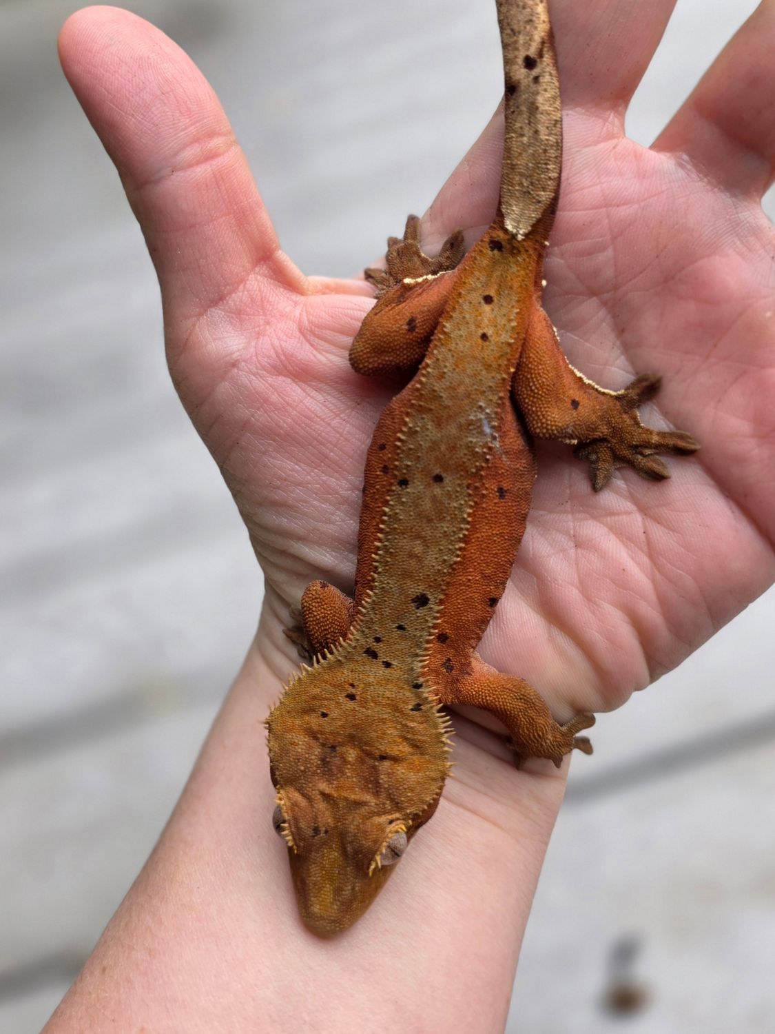 50 shades darker, red based phantom dalmatian probable female crested gecko