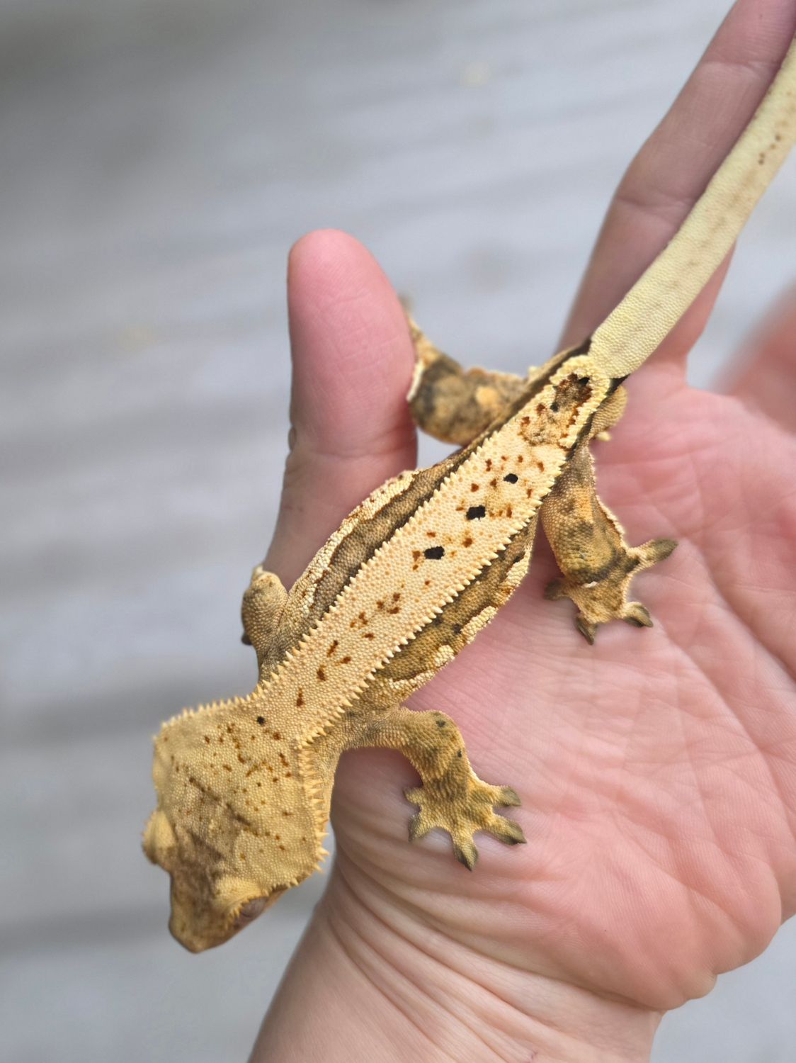A Novel For Modern Women, Yellow based quadstripe possible male crested gecko