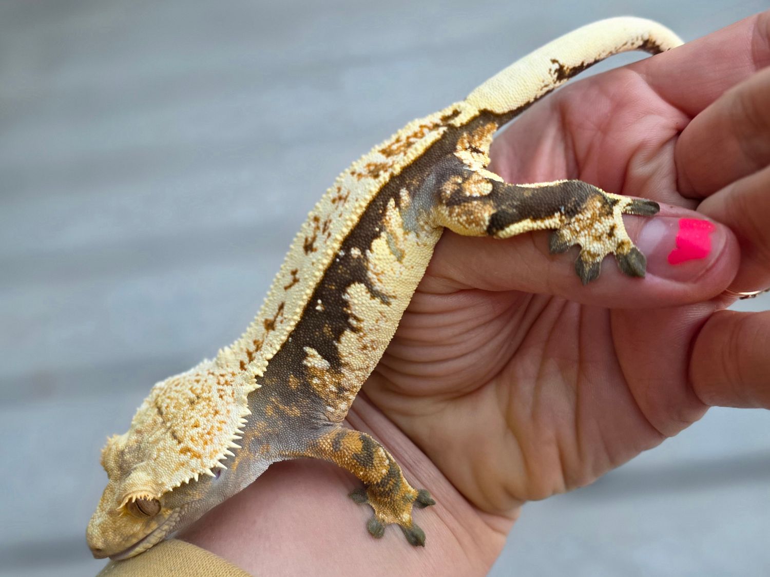 Artemis, dark cream partial pinstripe harlequin Adult female crested gecko