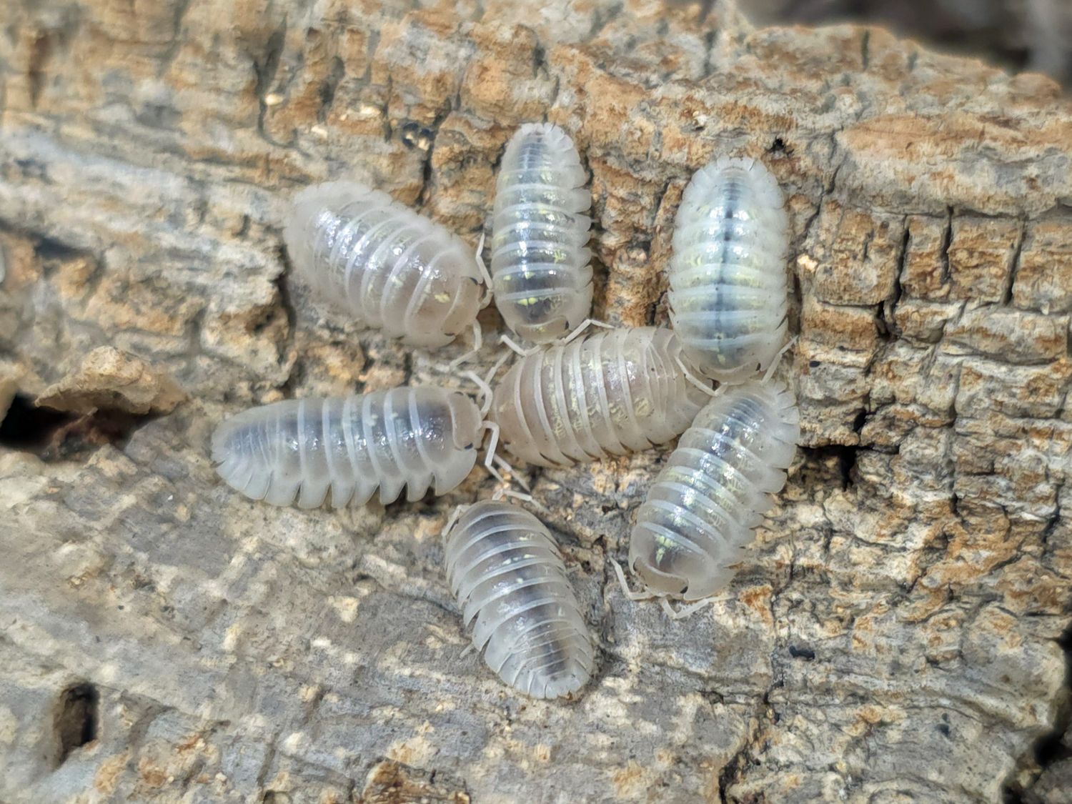 Armadillidium depressum &quot;Magic Potion&quot;
