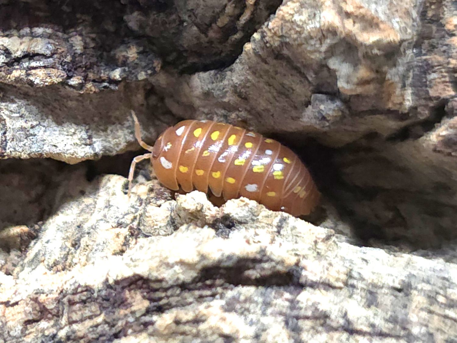 Armadillidium frontetriangulum &quot;Orange Corfu&quot;